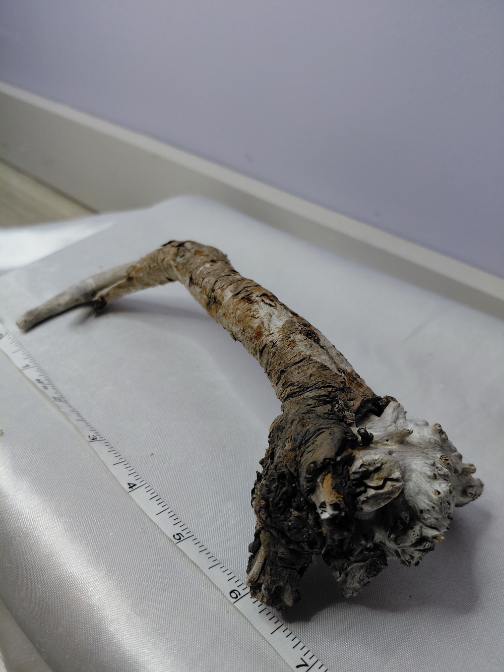 CRAFT Natural Driftwood Decorative Branches - Picture 5 of 10